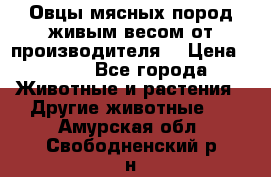 Овцы мясных пород живым весом от производителя. › Цена ­ 110 - Все города Животные и растения » Другие животные   . Амурская обл.,Свободненский р-н